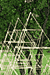 Sierpinski's Growth