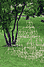 Sierpinski's Growth