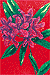 Rhododendron